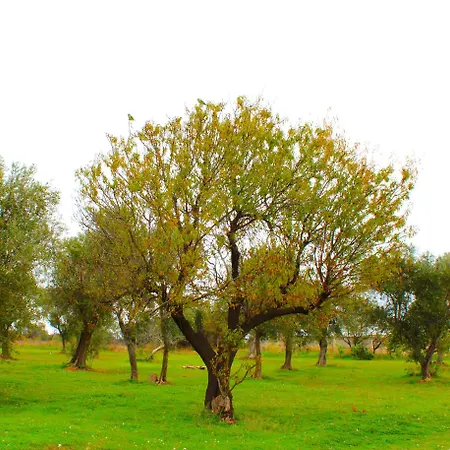 Laura בארי